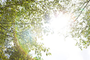 Ormanda ağaç yaprakları.