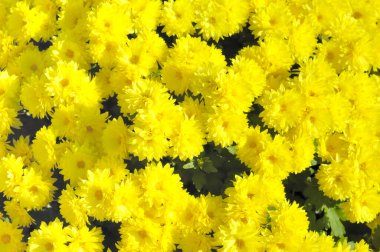 Bahçedeki güzel çiçekler