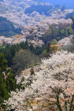 Japonya 'daki yeşil park tepelerinde çiçek açan sakura ağaçlarının manzaralı görüntüleri.