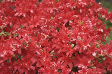 Bahçedeki açelyanın güzel kırmızı çiçekleri, yakın plan -.