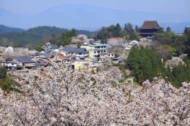 Japonya 'daki yeşil park tepelerinde çiçek açan sakura ağaçlarının manzaralı görüntüleri.