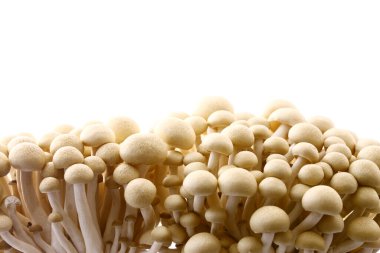 Beyaz arkaplanda shimoji mantarları