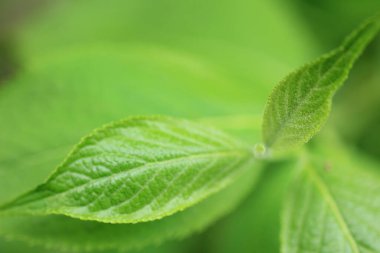 Bahçede yeşil yapraklar.