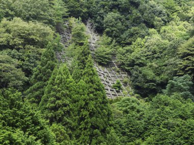 Yeşil ağaçların güzel manzarası, yamaçta büyüyen orman.