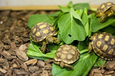 Yeşil yapraklı küçük kaplumbağalar, yaklaşın.