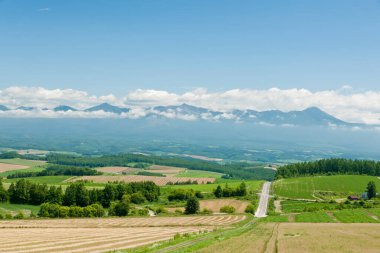 Altın buğday tarlası, kırsal bölge.