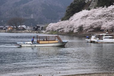 Japonya 'da kiraz çiçekleri
