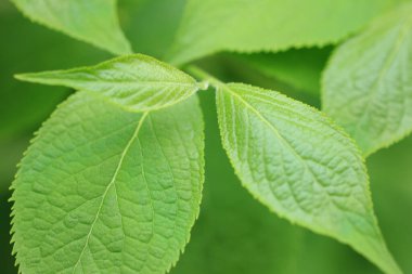 Bahçe içinde taze yeşil yaprakları