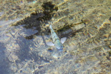 Sualtı sahnesi, suda şirin küçük balıklar.