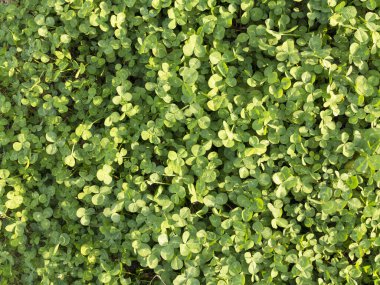 Bitkinin duvarında yeşil yapraklar