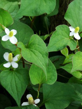 Güzel çiçekler, yakın görüş, doğa konsepti.