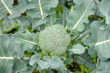 Bahçede brokoli yakın plan.