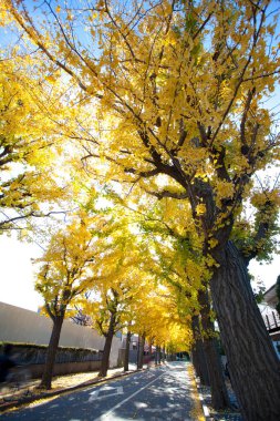 Japonya'da sonbahar yaprakları