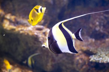 Güzel tropikal balıkların sualtı manzarası. Mağribi putu    
