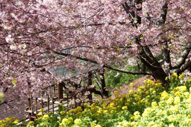 Bahar bahçe çiçek açan ağaçlar 