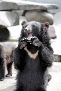 Hayvanat bahçesindeki sevimli ayılar