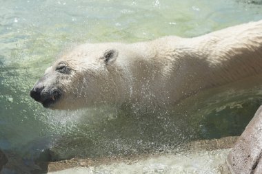 Hayvanat bahçesindeki suda kutup ayısı (ursus arcmus)