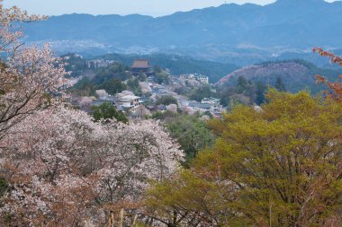 Japonya 'nın Nara kentindeki dağlarda çiçek açan güzel sakura ağaçlarının manzarası.