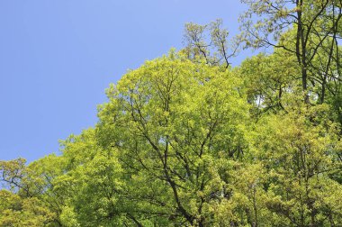 Bahar ormanlarında yeşil yapraklar, doğa bitki örtüsü