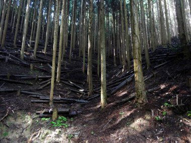İlkbaharda güzel bir orman manzarası.
