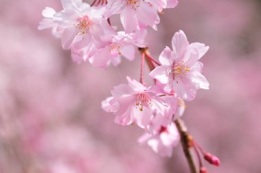 Pembe kiraz çiçeği, sakura