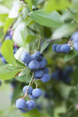 Bahçedeki taze yaban mersinleri dalları üzerinde