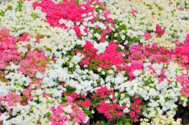 Güzel çiçekler, yakın görüş, doğa konsepti.