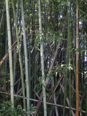 Japon bahçesindeki güzel bambu koruluğu.  