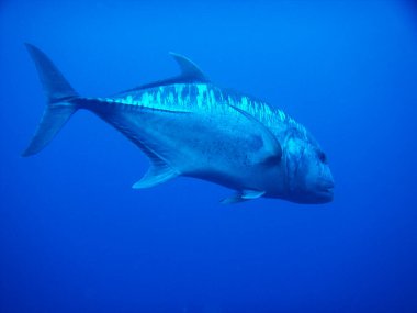 Güzel tropikal deniz balıklarının sualtı manzarası 