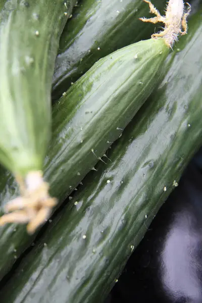 新鮮な熟した緑の有機キュウリのクローズアップビュー — ストック写真