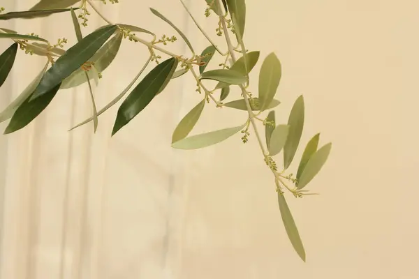 緑の葉と小さな花で植えた植物の枝のクローズアップ — ストック写真