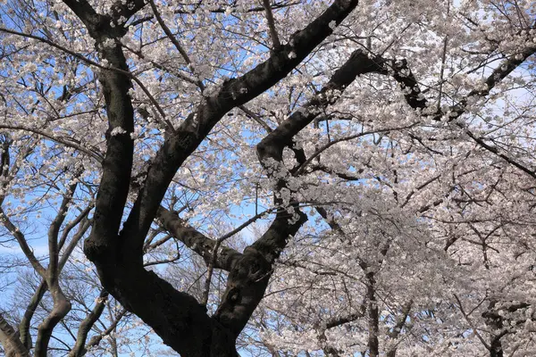 Beautiful Trees White Pink Flowers Park — Stock Photo, Image