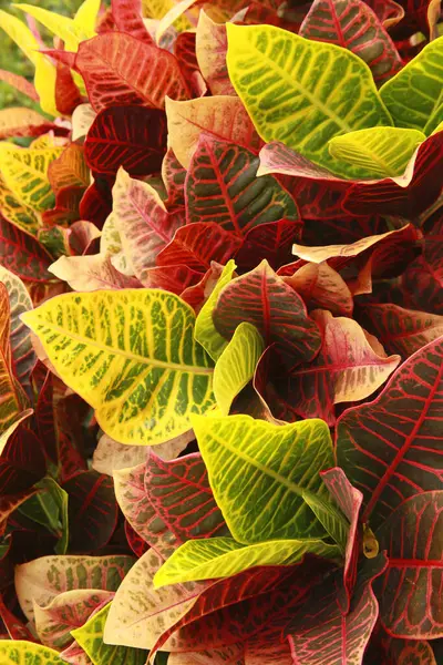 Coloridas Plantas Croton Vista Cerca —  Fotos de Stock