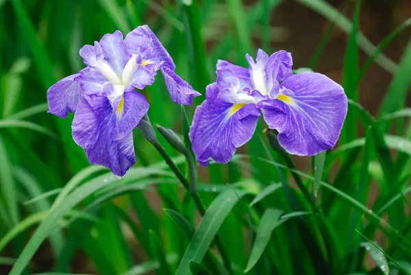 两朵紫色花 背生绿叶 — 图库照片