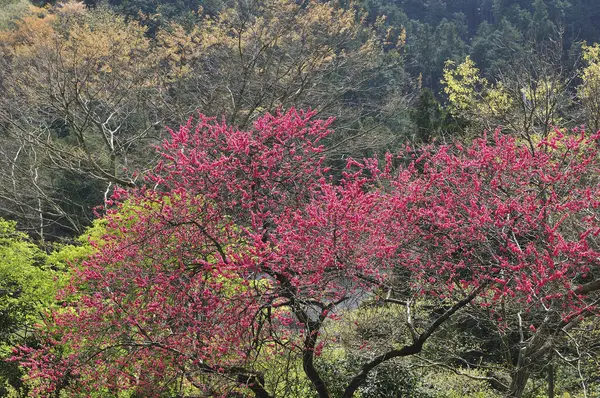 Indah Sakura Merah Muda Bunga Taman — Stok Foto