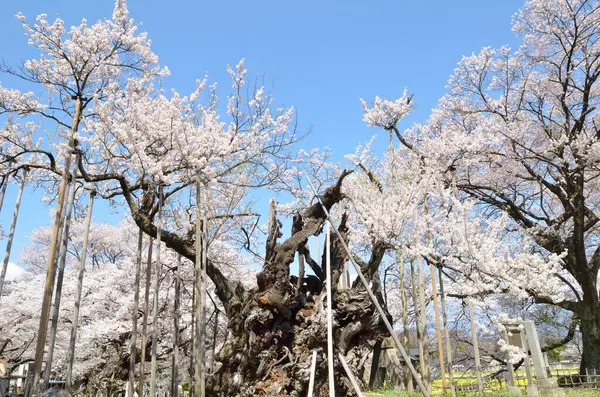 Stock image beautiful view of spring blooming