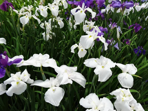 Witte Paarse Irisbloem Tuin — Stockfoto