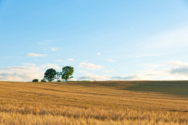 пшеничное поле с красивым небом на заднем плане летом