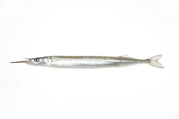 Fresh Raw Fish Isolated White Background — Stock Photo, Image