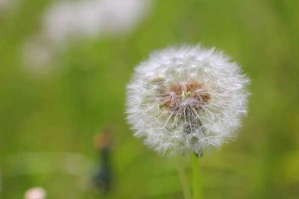 緑の草の背景にあるタンポポの花 — ストック写真