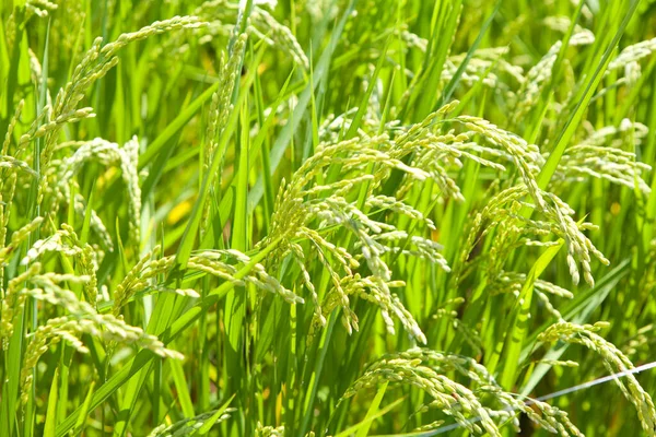 Рисовые Поля Летом Закрыть — стоковое фото