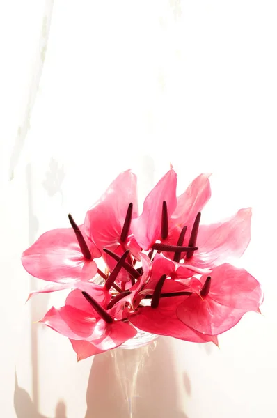 red and white flowers on a white background