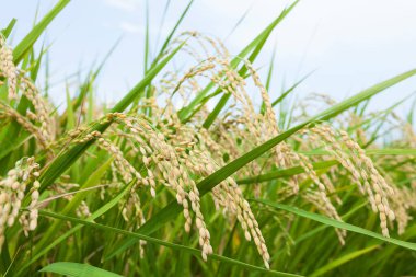 Yazın çeltik tarlası.