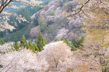 Japonya 'daki yeşil dağlarda çiçek açan sakura ağaçlarının manzaralı görüntüsü.
