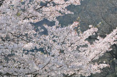 Bahar çiçeğinin güzel manzarası