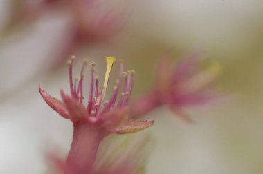 Güzel çiçekler, yakın görüş, doğa konsepti.
