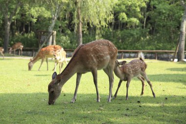 Japonya 'daki sevimli geyik, Nara Parkı