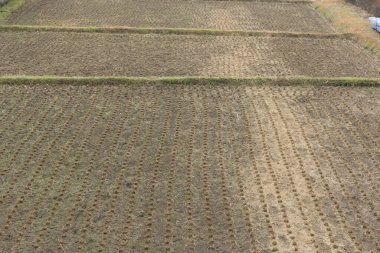 Tarım alanındaki küçük yeşil fidelerin yüksek açılı görüntüsü