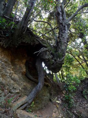 Dik yamaçlarda büyüyen büyük ağaç aşınmış yamaçta.