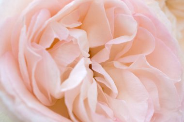 Güzel pembe çiçek yaprakları, kapatın